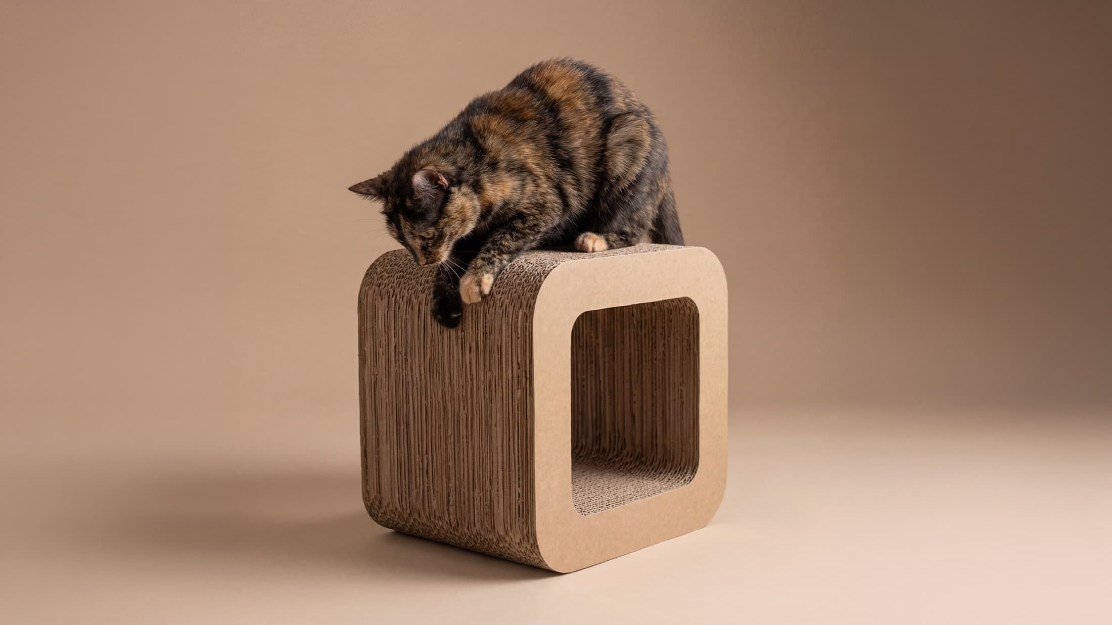 Kočka na kartonovém škrábadle Pawment CUBE